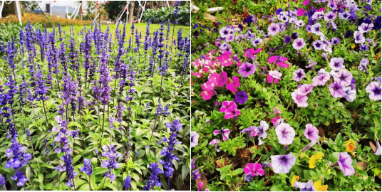 踏上春天的旅途——华侨城光明欢乐田园团建